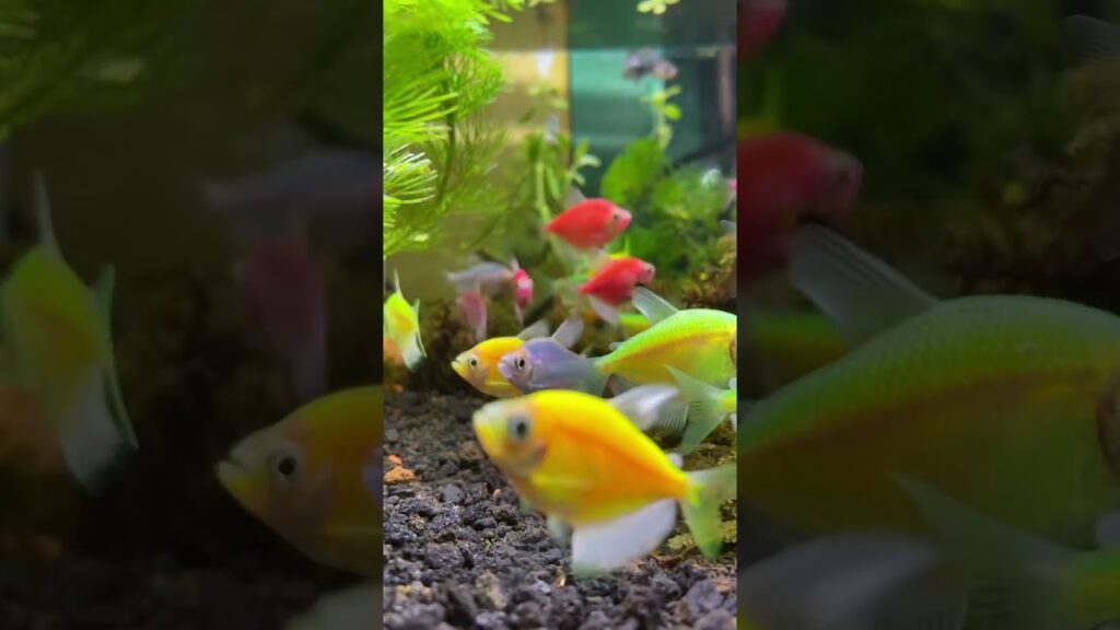 aquarium-relaxing-nature-relax-waterfall