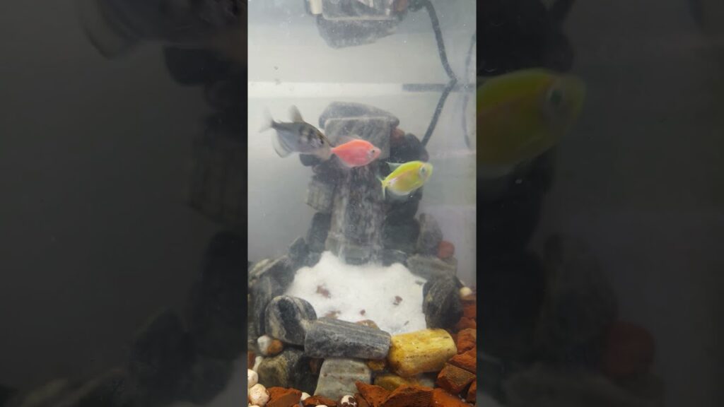 sand-waterfall-aquarium-aquarium-fishtank
