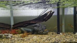 Aquarium-with-Water-Sounds202507-4K-HDR