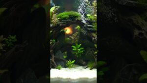 Aquascape-Diorama-Jungle-Waterfall-Scene