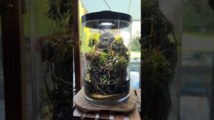 My-mini-waterfall-almost-stopped-working-and-heres-why.-Read-the-caption