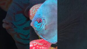 Pet-Balloon-