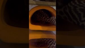 aquarium-
