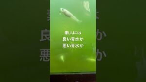 aquarium