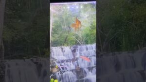 my-room-nutral-status-shortvideo-beutiful-waterfall-