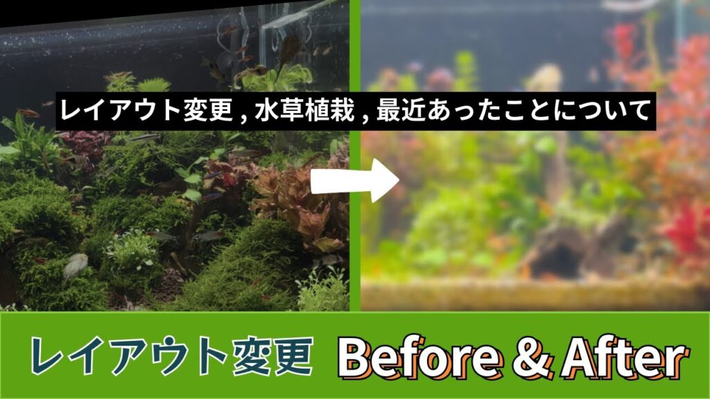 5-Major-Aquarium-Layout-Overhaul-New-Plants-Update