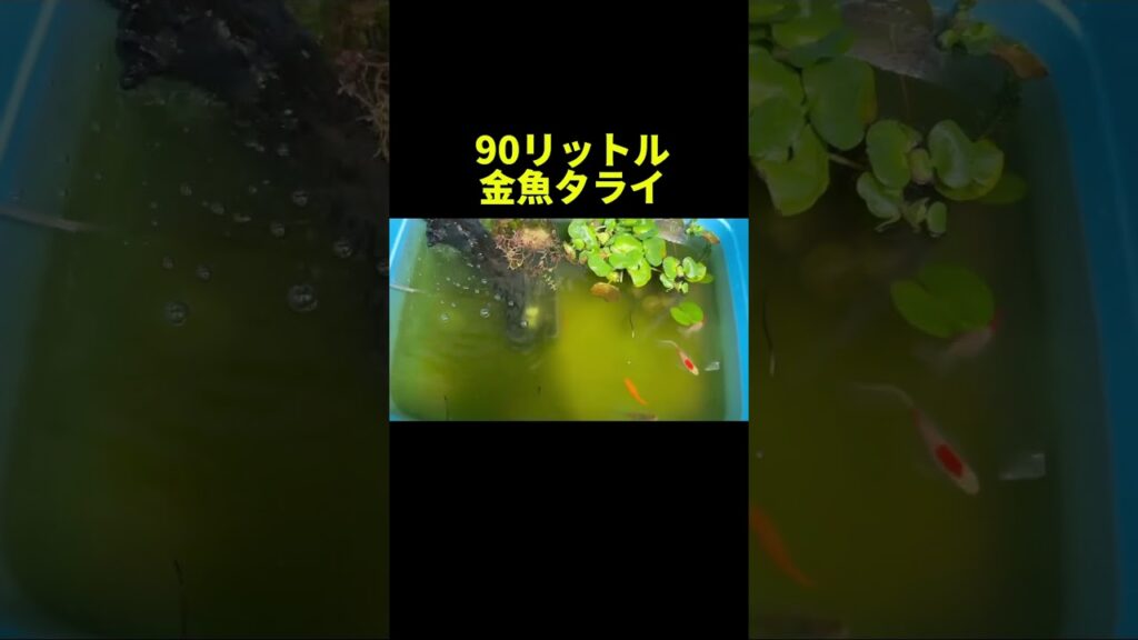 6-