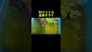 6-