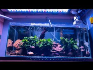 Aquarium-Aquarium-