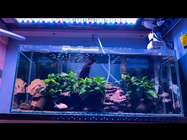 Aquarium-Aquarium-