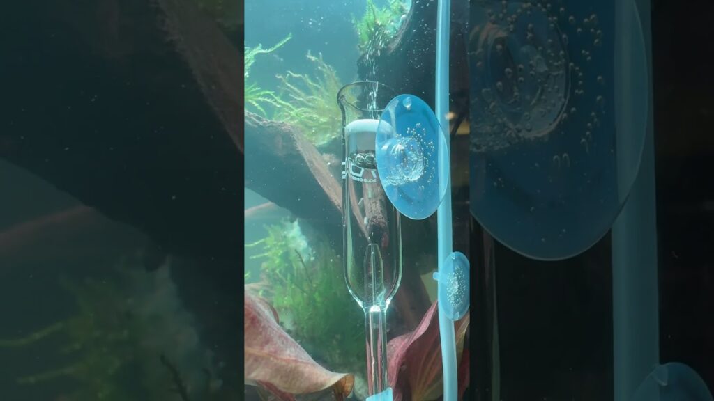 Day2-aquarium