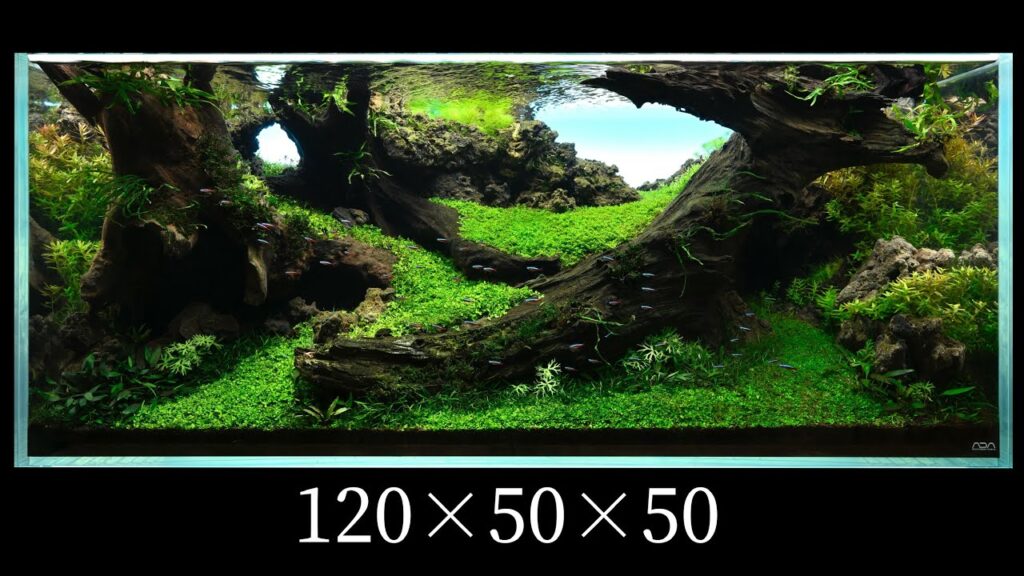 IAPLC2025-1205050cm-