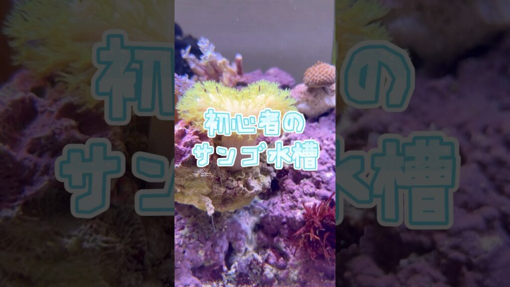 aquarium-1-2