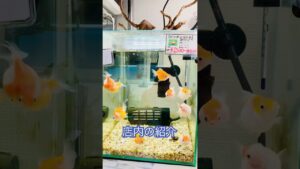 aquarium-aquariumhobby-ada-japan-aquariumlife-
