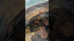shortvideo-shorts-aquarium-