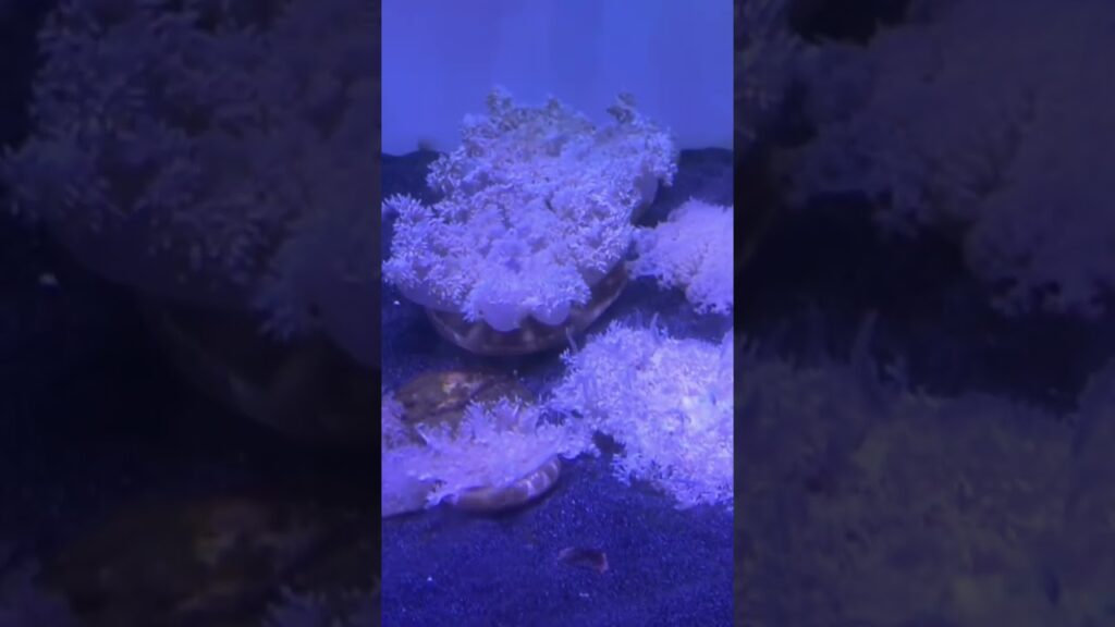 Beautiful-strange-fishes-and-plants-in-Dubai-Mall-aquarium