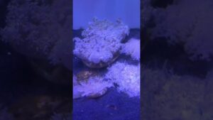 Beautiful-strange-fishes-and-plants-in-Dubai-Mall-aquarium