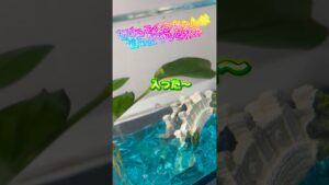 IkanCupang-GuppyBetta