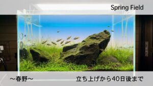 Spring-Field40