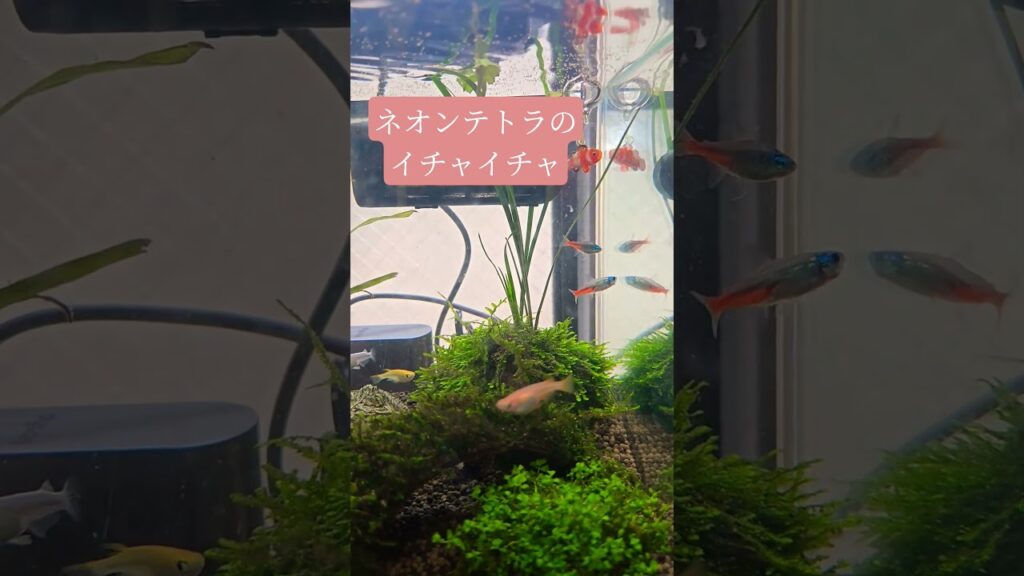aquarium