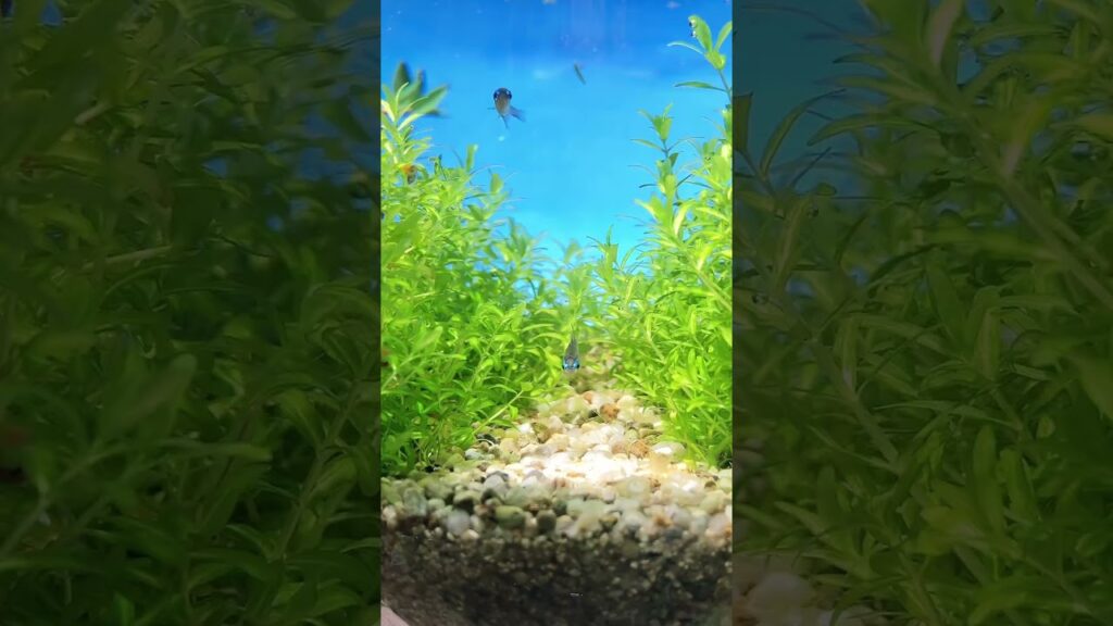 aquarium-aquascape