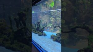 sona-kitna-Sona-hai-ytshorts-exploretrending-viralAshu.s.officialnewAqurium-Paradise