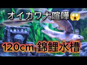 180cm-120cm-
