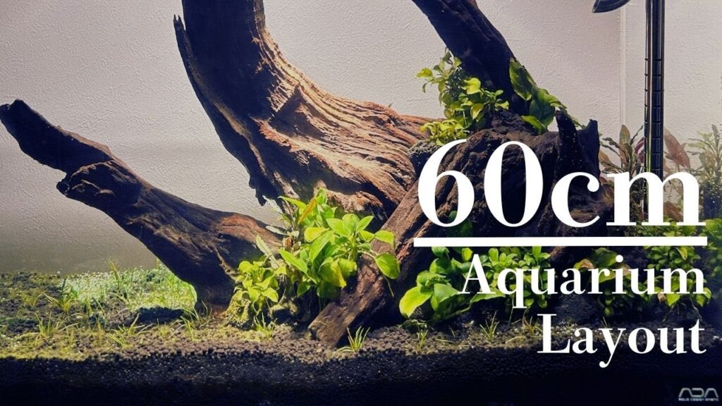 260cm-A-60cm-layout-aquarium-completed-over-two-months-058