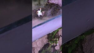 Cat-Fishing-by-a-Misty-Waterfall...The-Calm-We-All-Need...