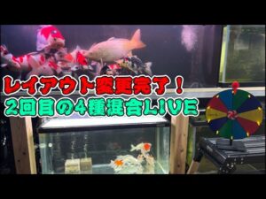 KOI-FISHLIVEkoi-carp-aquarium-