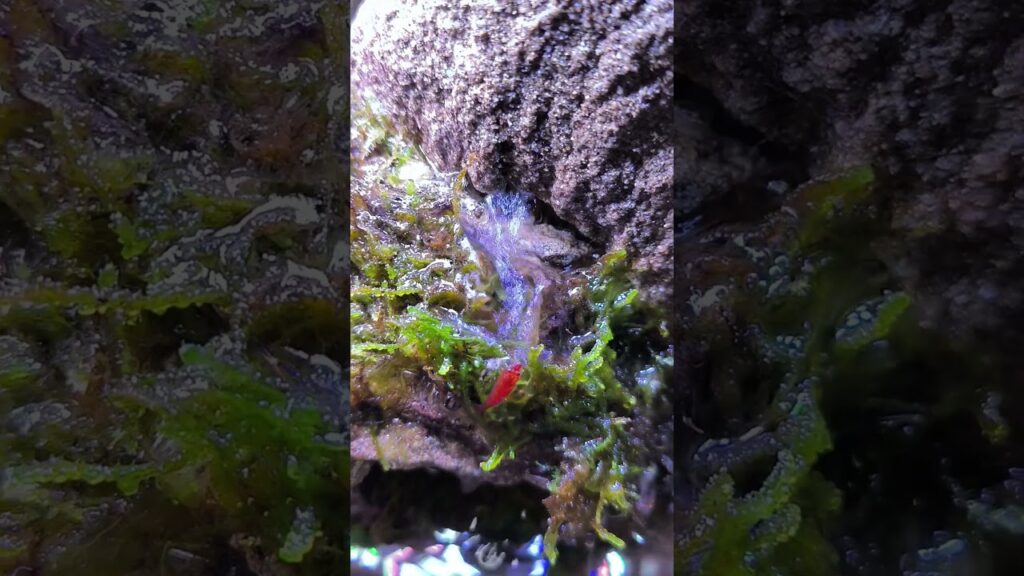 My-Shrimps-Hobby-Climbing-Waterfalls