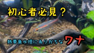 The-Real-Cause-of-My-Cloudy-Aquarium