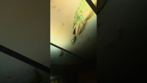 There-is-an-elevator-inside-of-a-waterfall-in-Basspro-in-crossiron-mills-shopping-mall