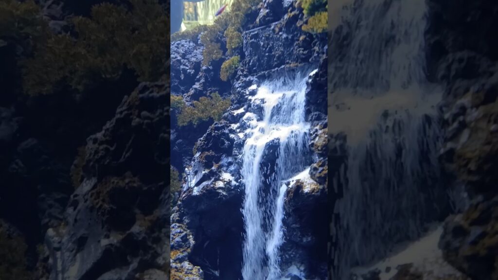 Waterfall-Aquarium-Paradise-Bangalorewaterfallkoifish-aquarium-trending-subscribeytshortsyt
