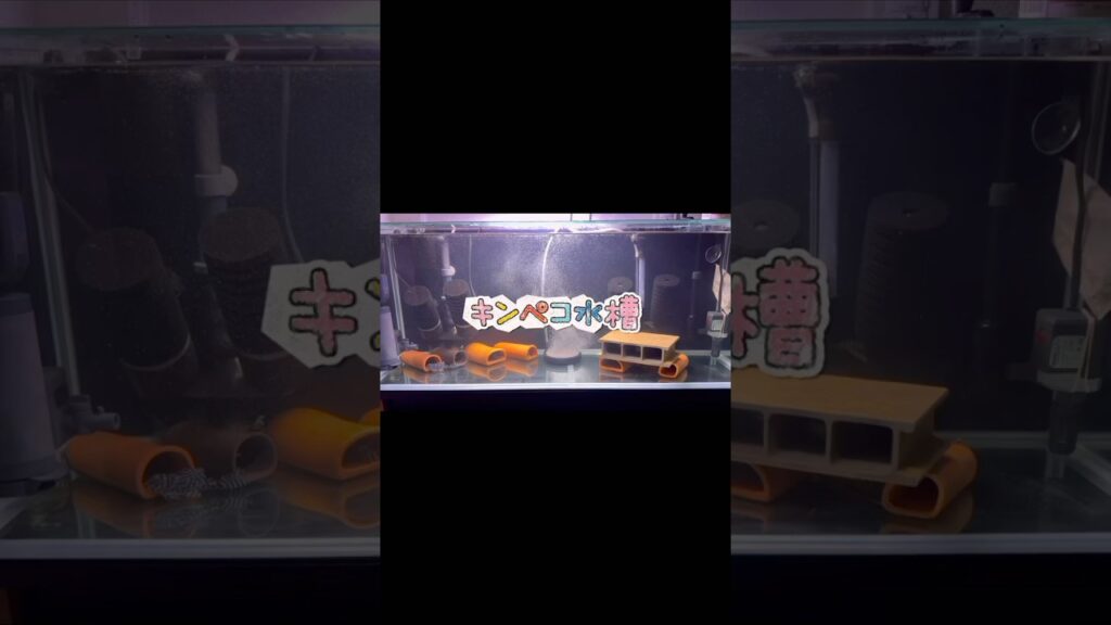 aquarium-1-1