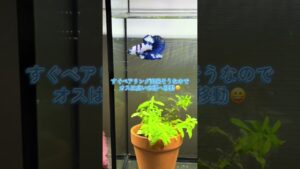 aquarium-1-4