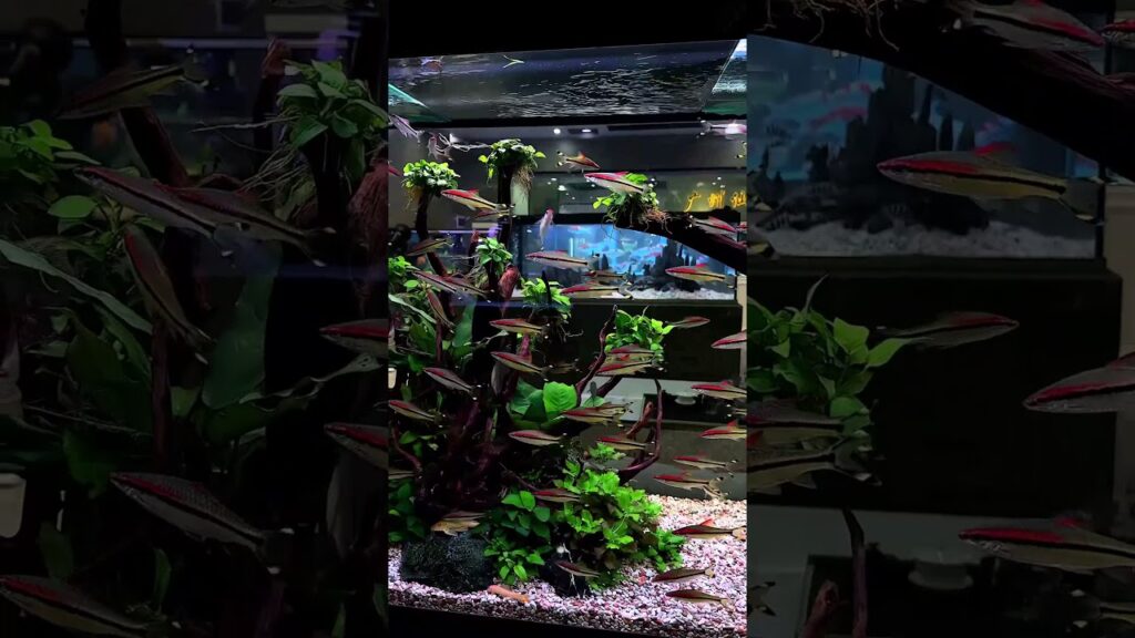 aquascape-ini-sangat-meriah-sekali-aquarium-aquascapelowtech-airterjun-aquascape-fishtank