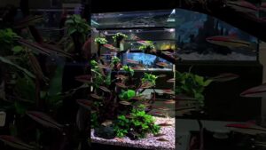 aquascape-ini-sangat-meriah-sekali-aquarium-aquascapelowtech-airterjun-aquascape-fishtank