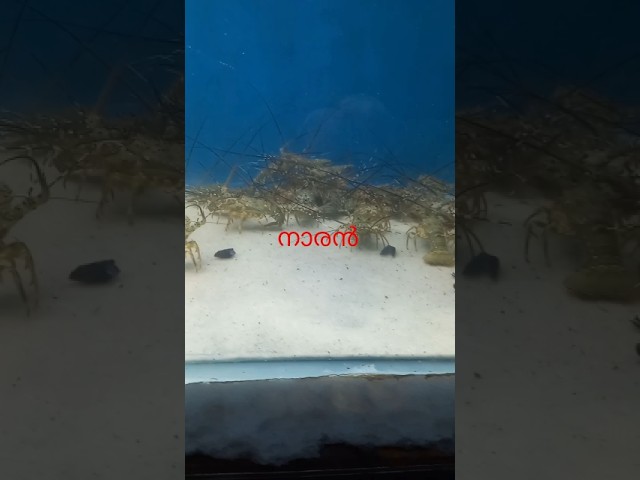 shortsfeed-shorts-yutubefeedwaterfall-sonlifeisbutadream