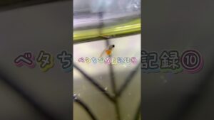 2-aquarium-betta
