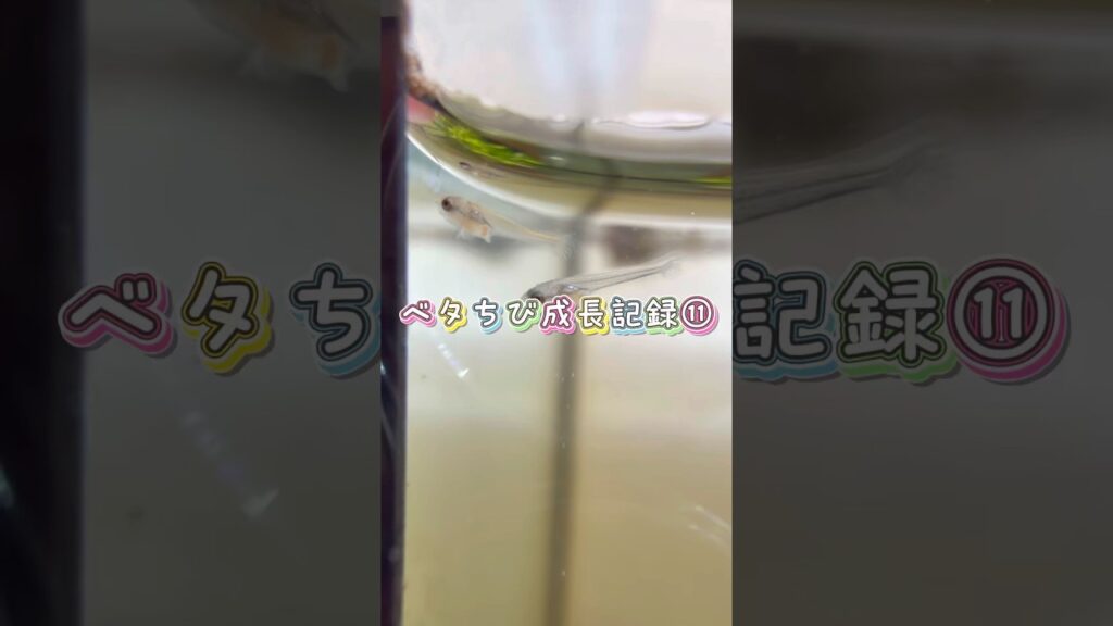 aquarium-