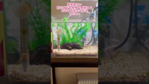 aquarium-100-100diy-