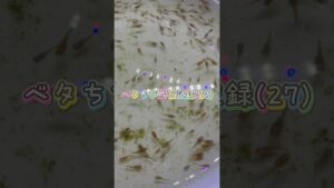 aquarium-bettafish-1-11