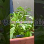 ベタちび成長記録㉘ベタ繁殖楽しい！#アクアリウム #アクアリウム初心者 #水槽 #熱帯魚 #aquarium #メダカ #bettafish #金魚 #ベタ #ベタ繁殖 #ベタ飼育 #ベタ稚魚