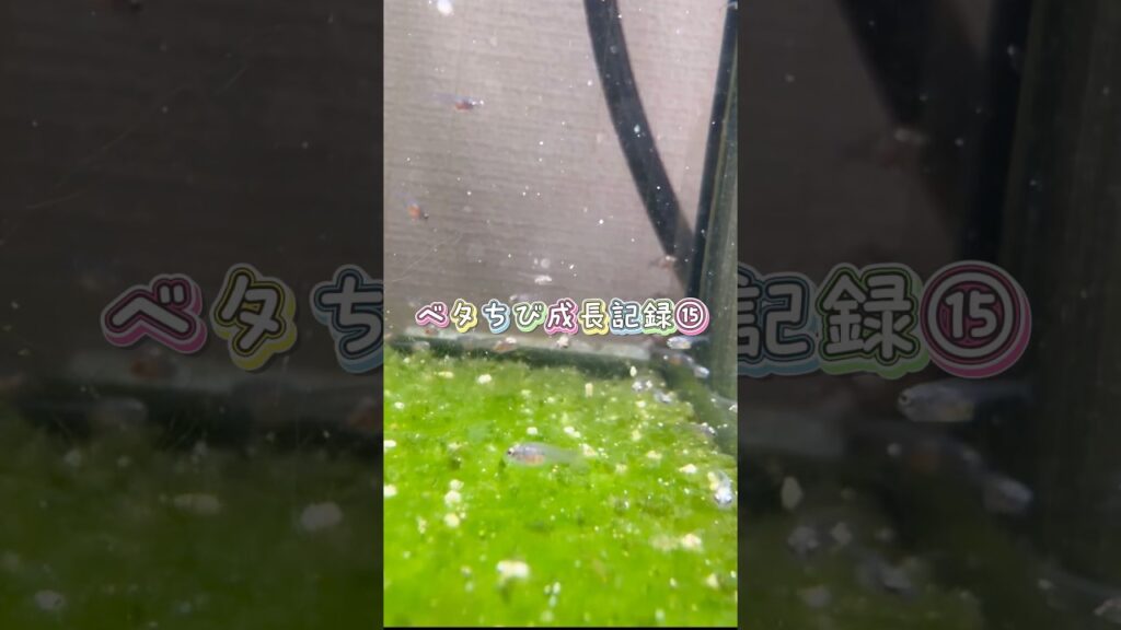 aquarium-bettafish-1-2