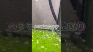 aquarium-bettafish-1-2