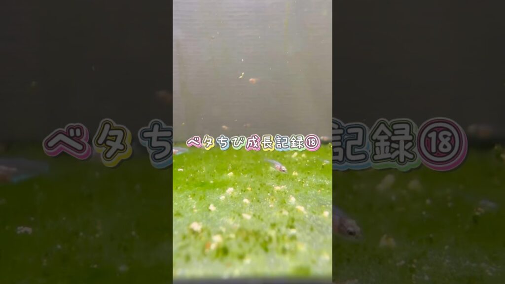 aquarium-bettafish-1-5