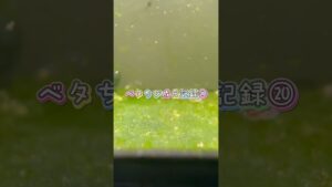 aquarium-bettafish-1-6
