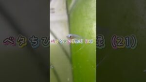 aquarium-bettafish-1-7