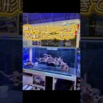 #アクアテイラーズ #aquatailors #aquarium #アクアリウム #アクアテイラーズ神戸駒ケ林店 #神戸 #レイアウト